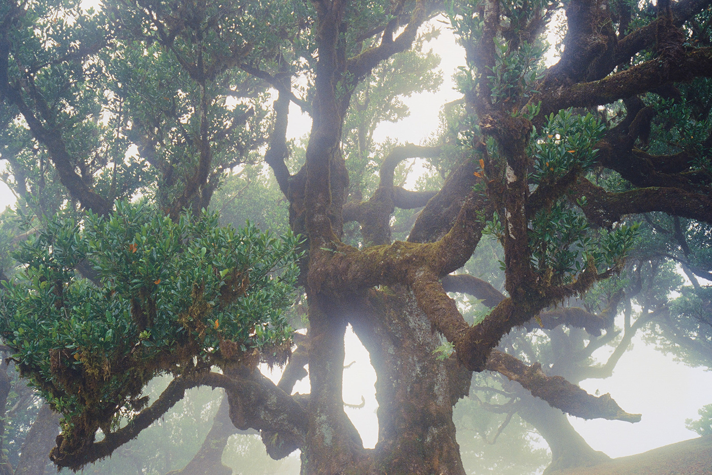 fanal fog forest Landscape Madeira mood Nature Photography  Portugal Travel