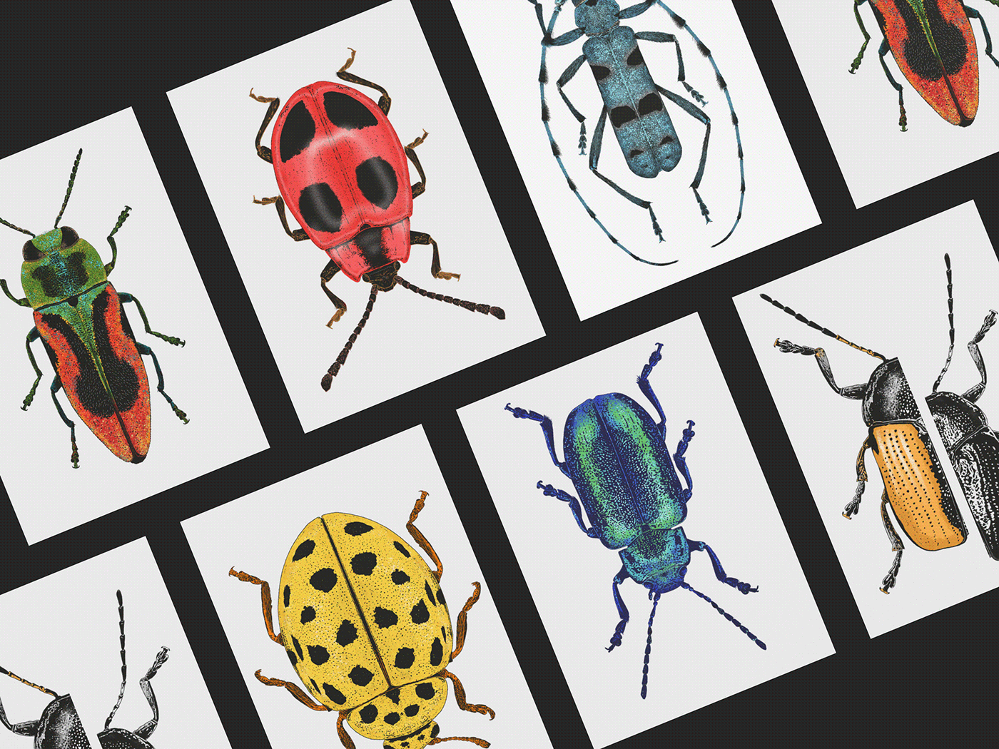 beetles biodiversity book cover editorial enviroment kafer Nature