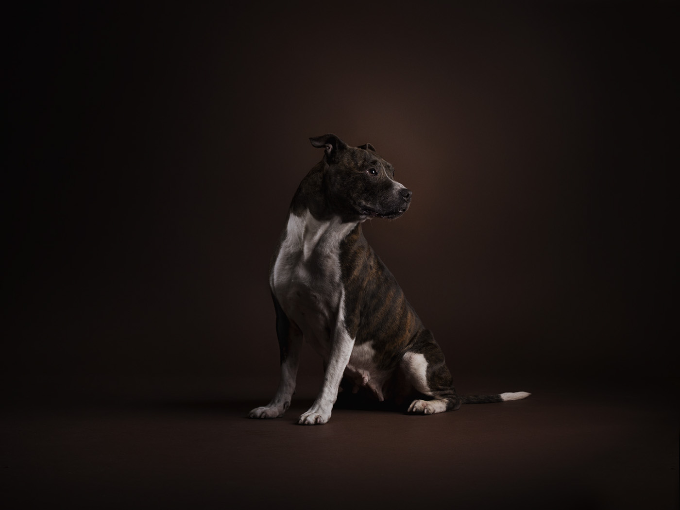battersea dogs and cats home Renascence rembrandt portraits dogs animals studio