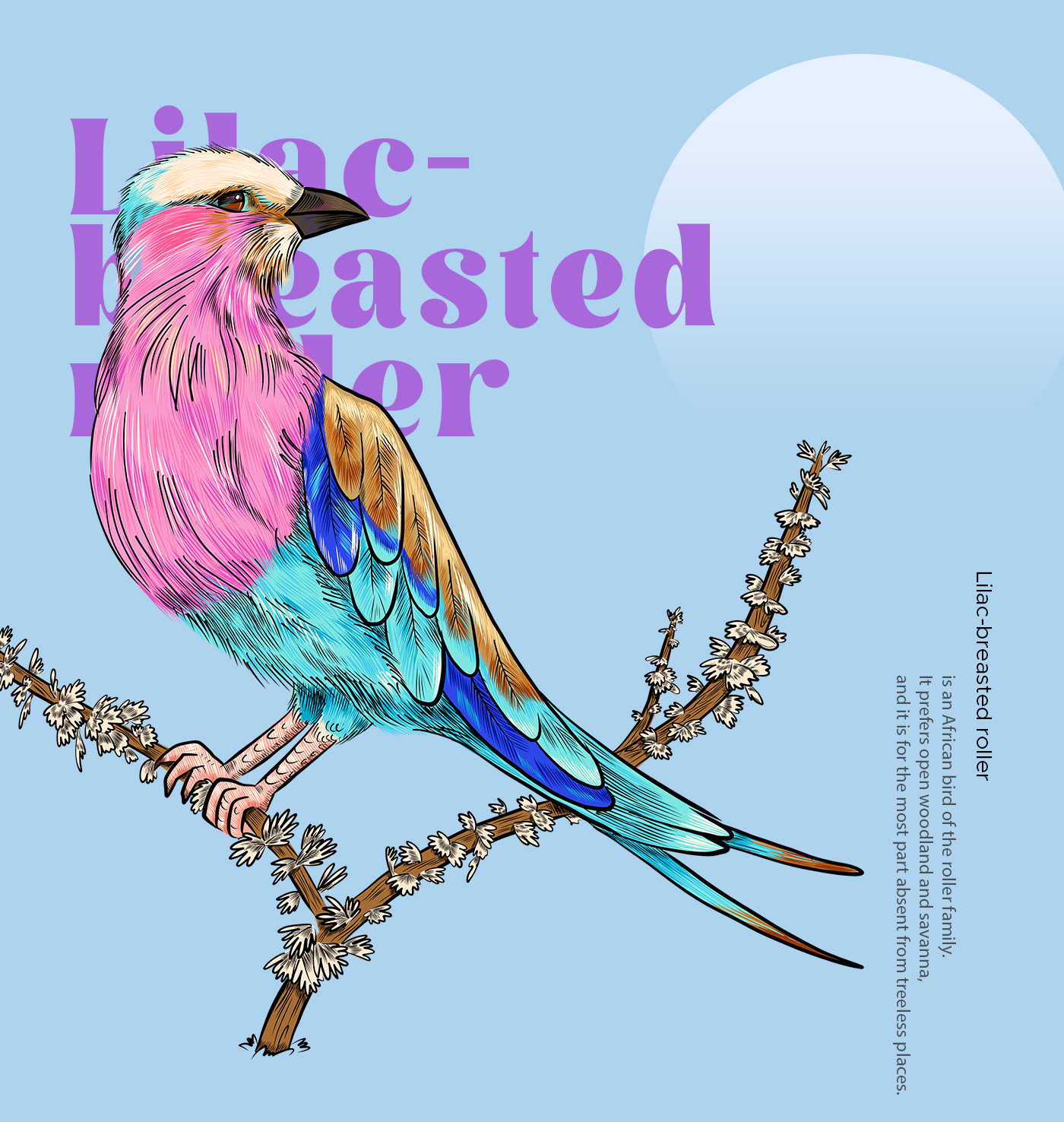 Vector Illustration exotic birds Digital Art  adobe fresco wildlife nature illustration Nature cartoon graphic design 