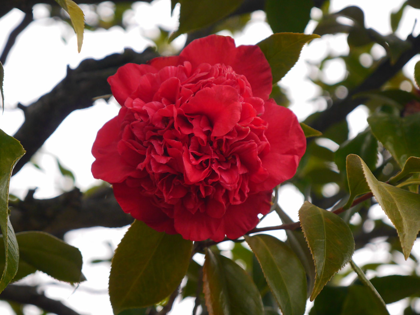 flower winter Camellia rose lemon