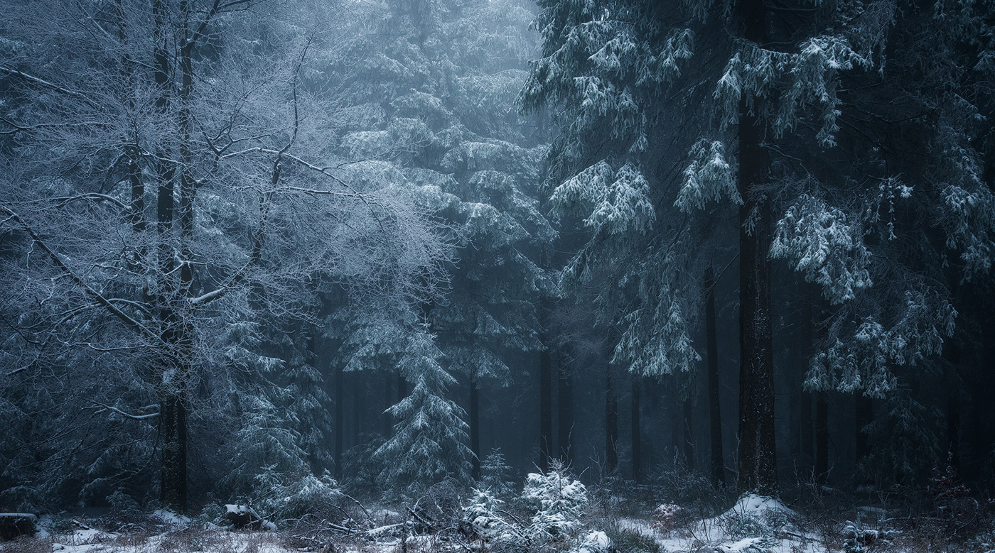 winter forest wood trees frost fog mist mood hoarfrost