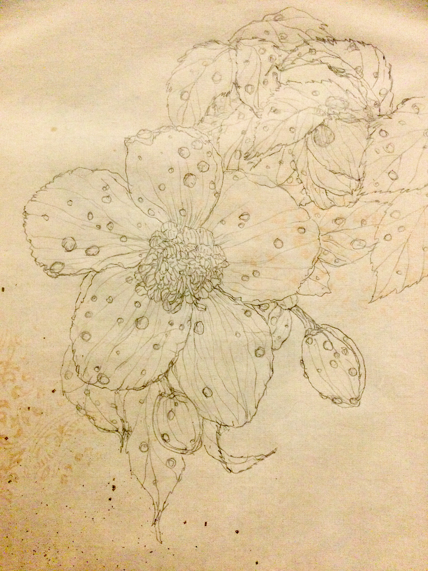flower sketch pencil ILLUSTRATION  painting   Drawing  Christmasrose
