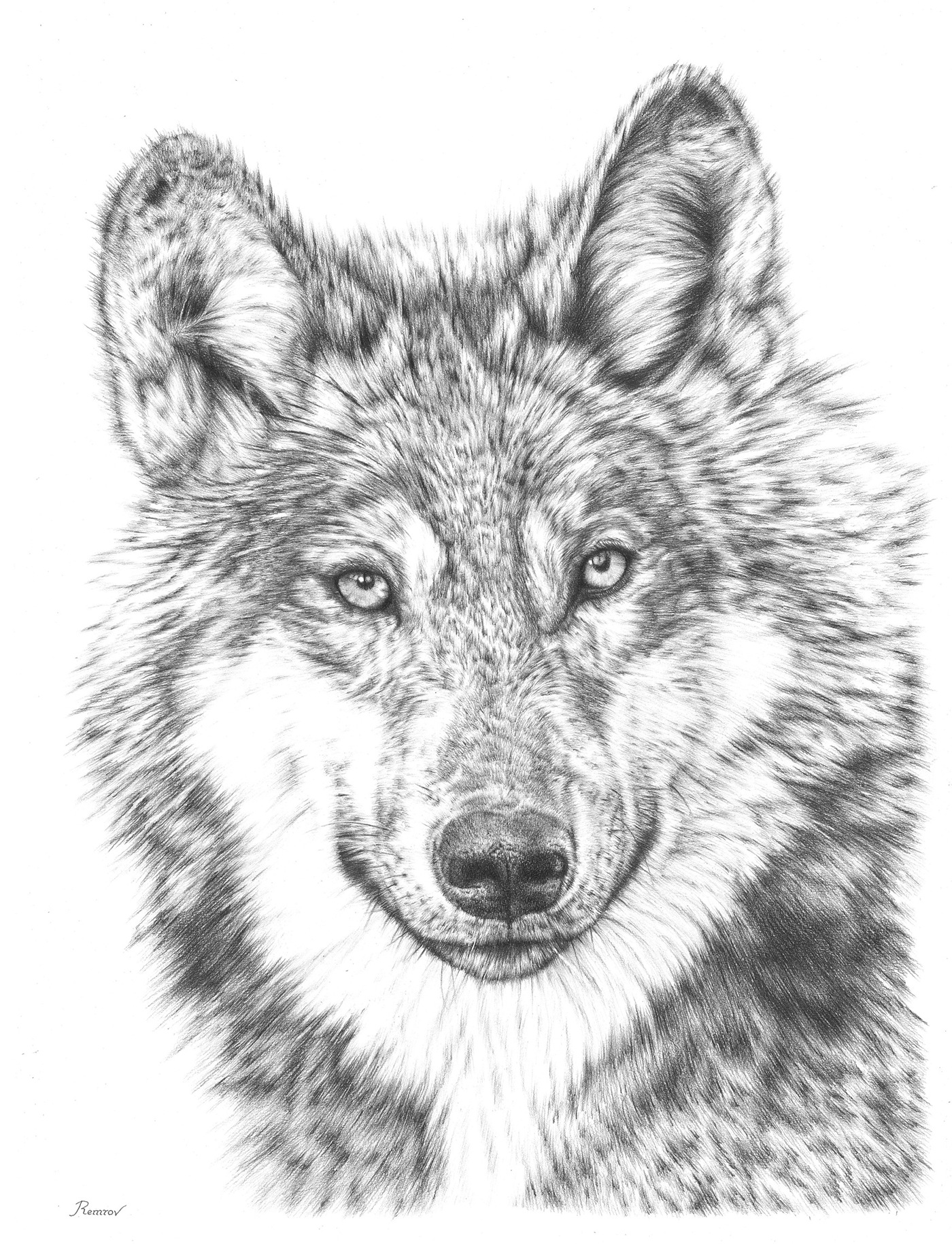 wolf animal Pencil drawing remrov Casey Remrov wildlife Nature furry Drawing 