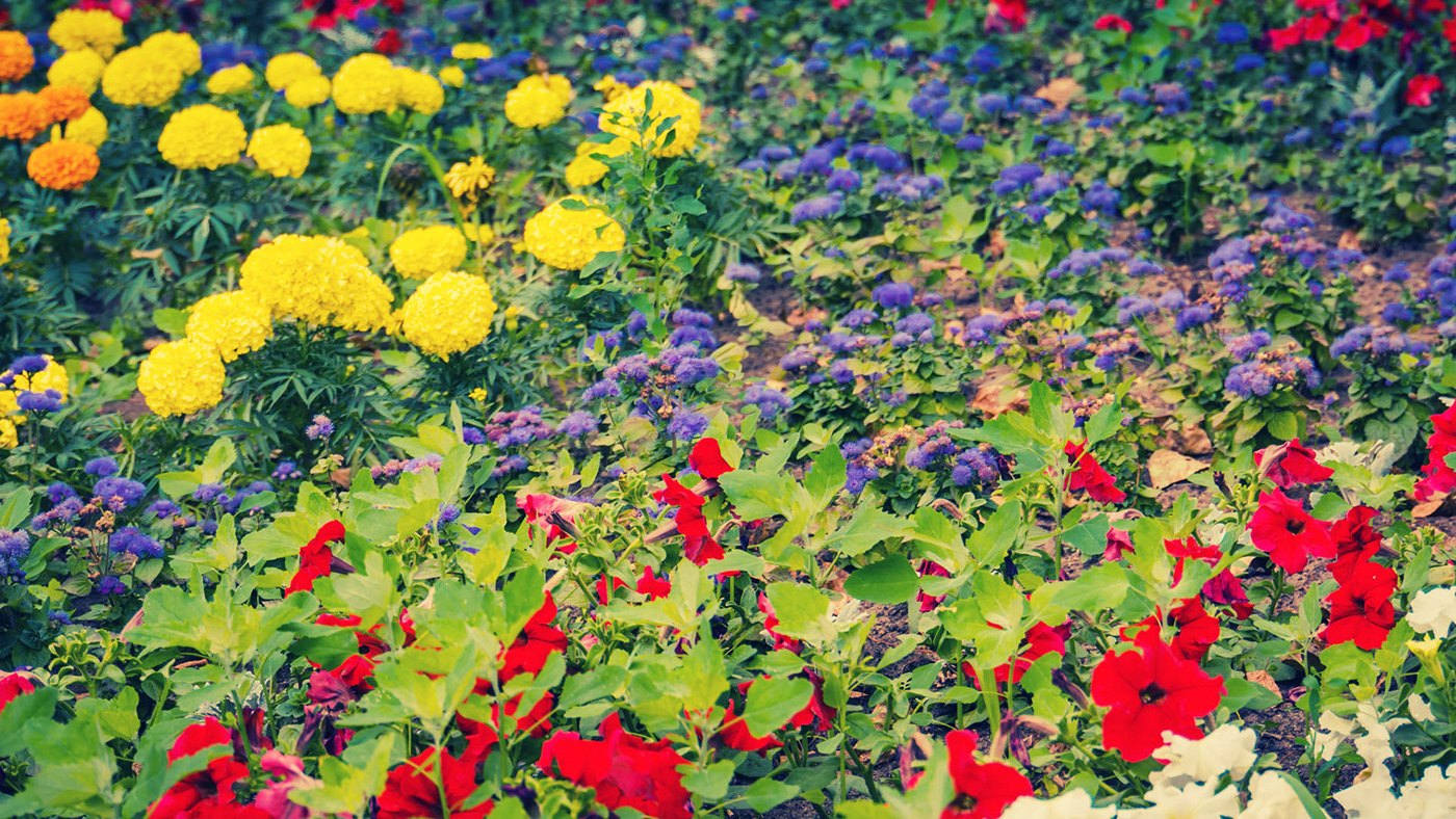 flower summer spring Wallpapers macro closeup photo floral garden wallpaper