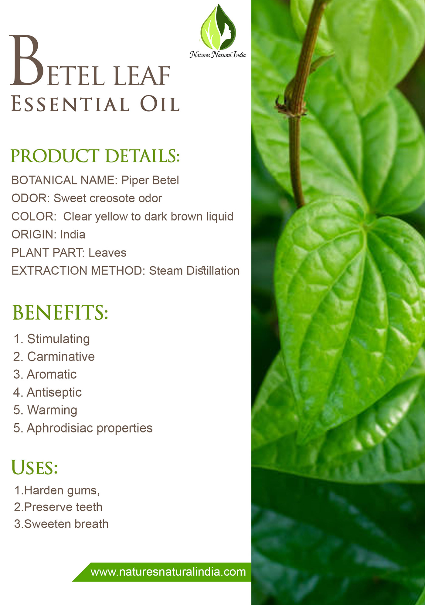 Aromatherapy Betel Leaf Essential Oil Betel Leaf Oil cosmetics essential oil Essential Oil Exporters essential oil suppliers Essential oil wholesalers