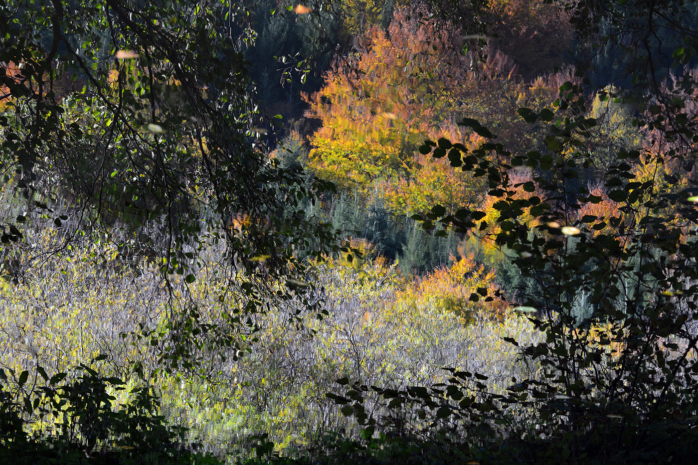 autumn forest Landscape Nature reflections river trees water