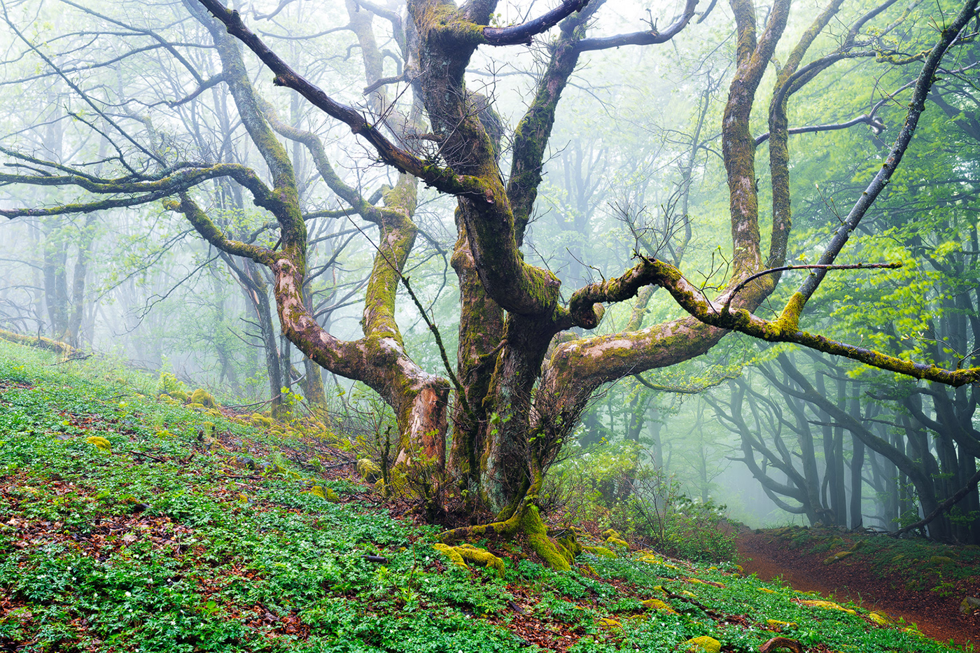 broken curved enchanted fangorn fog forest mist spring Tree  wood