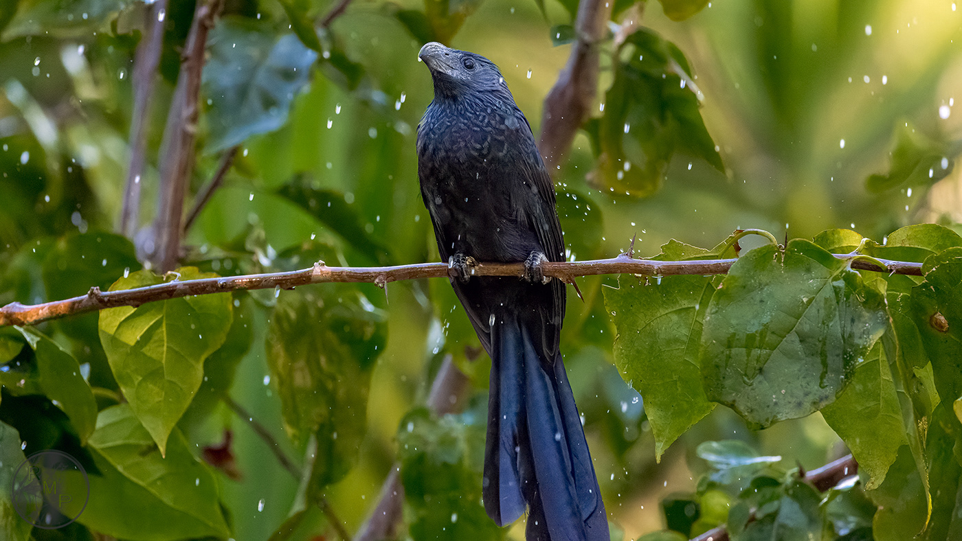 bird costarica Nature photographer Photography 