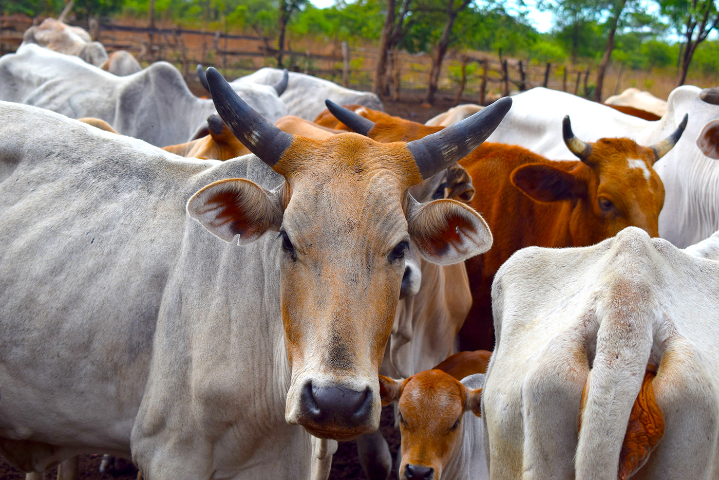 agriculture africa cows outdoors Livestock farming