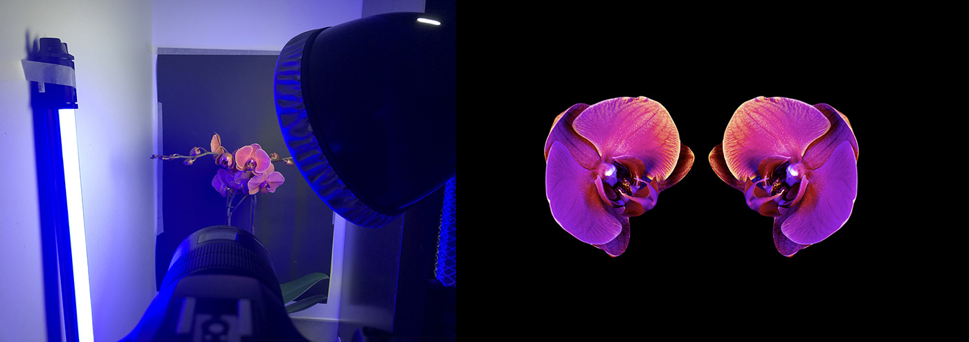 8bits colors concept experimental fruits macro motion design timelapse breathe Flowers