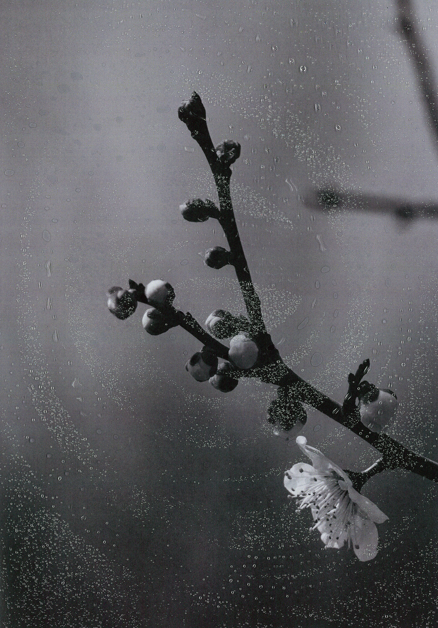 spring rain bnw flower experiment09