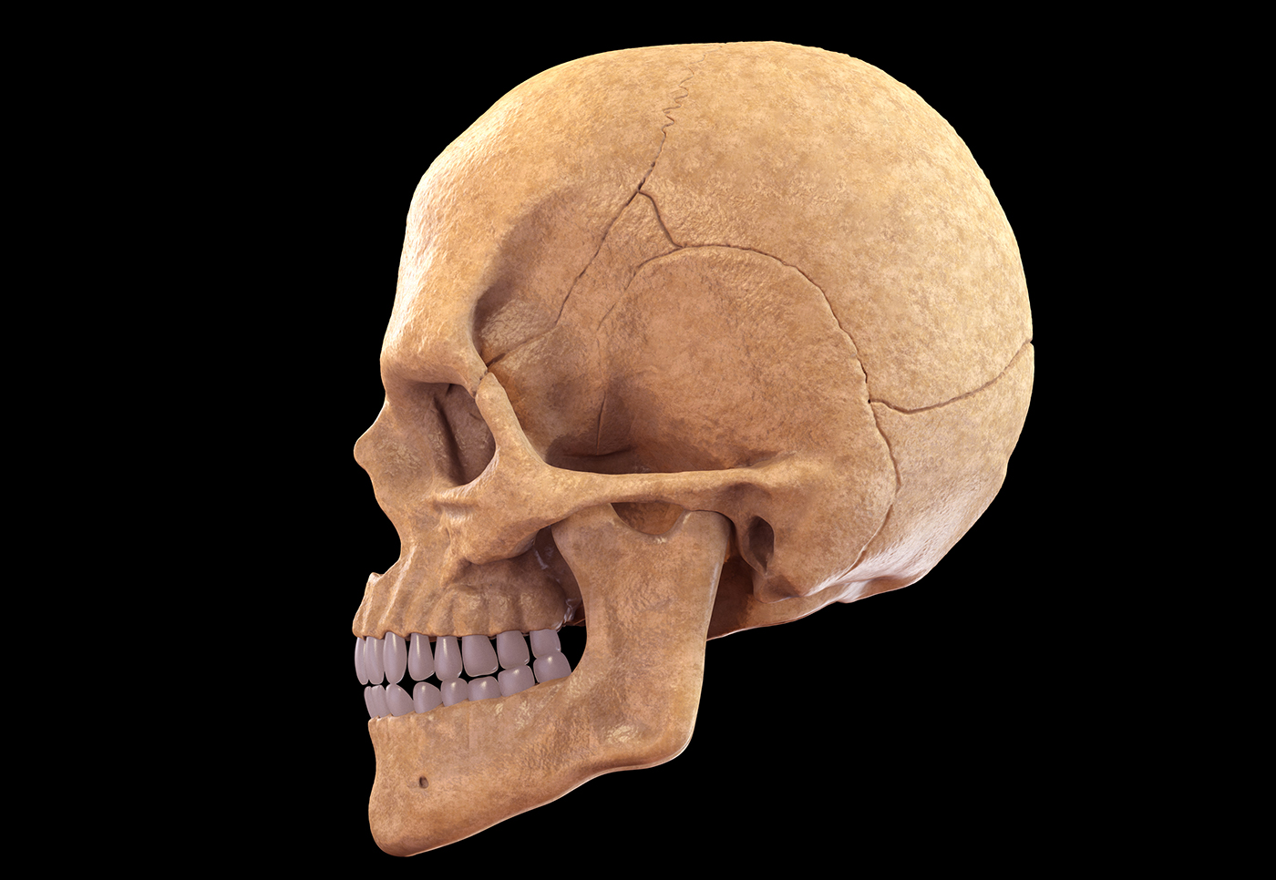 skull skulls head human 3D Zbrush face bone anatomy body