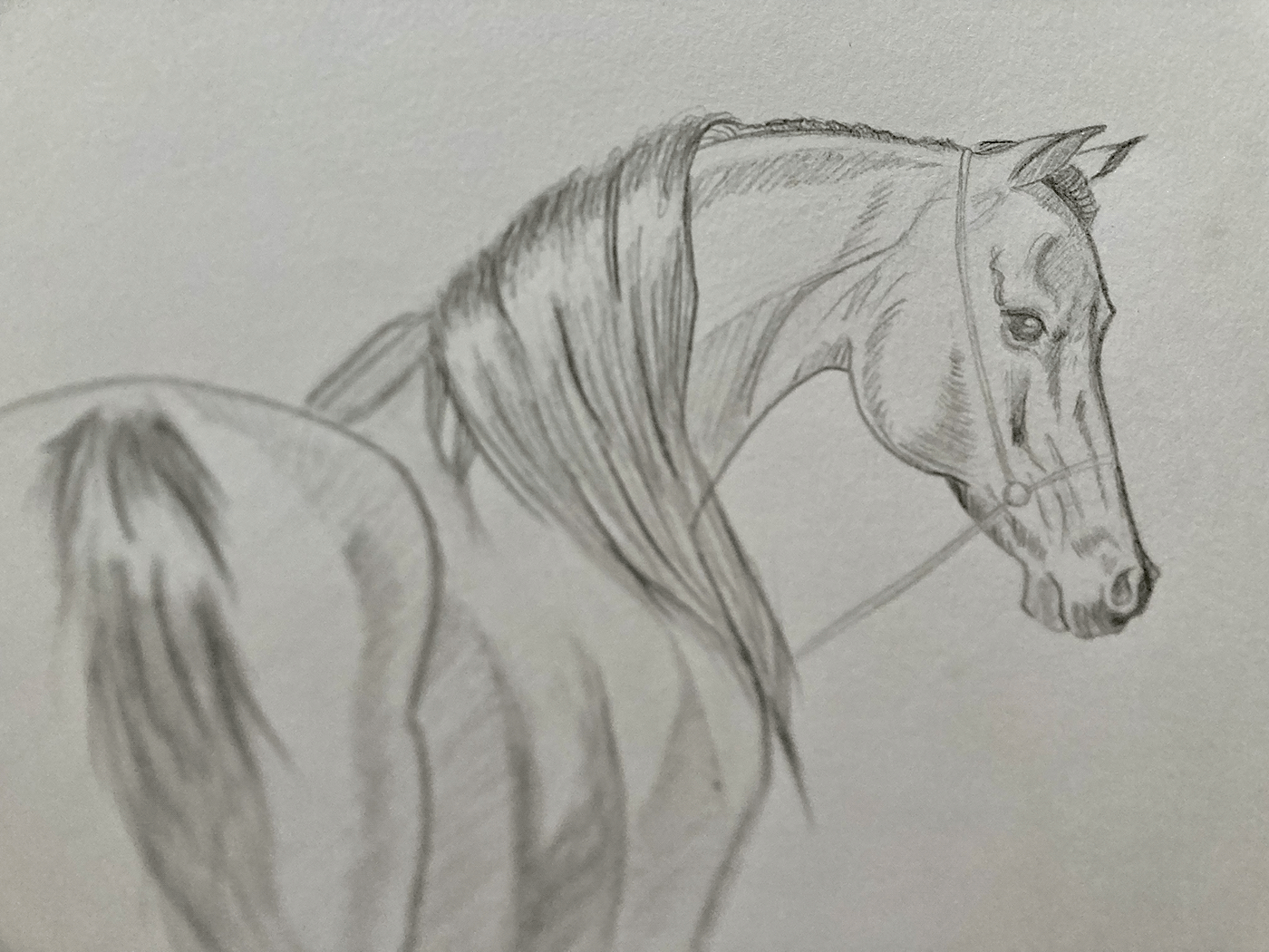 Drawing  sketches pencil арт horse