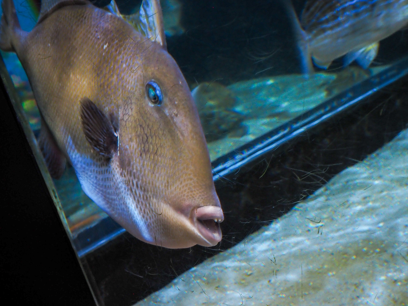aquarium fish Nature Photography  lightroom photoshop ai artificial intelligence