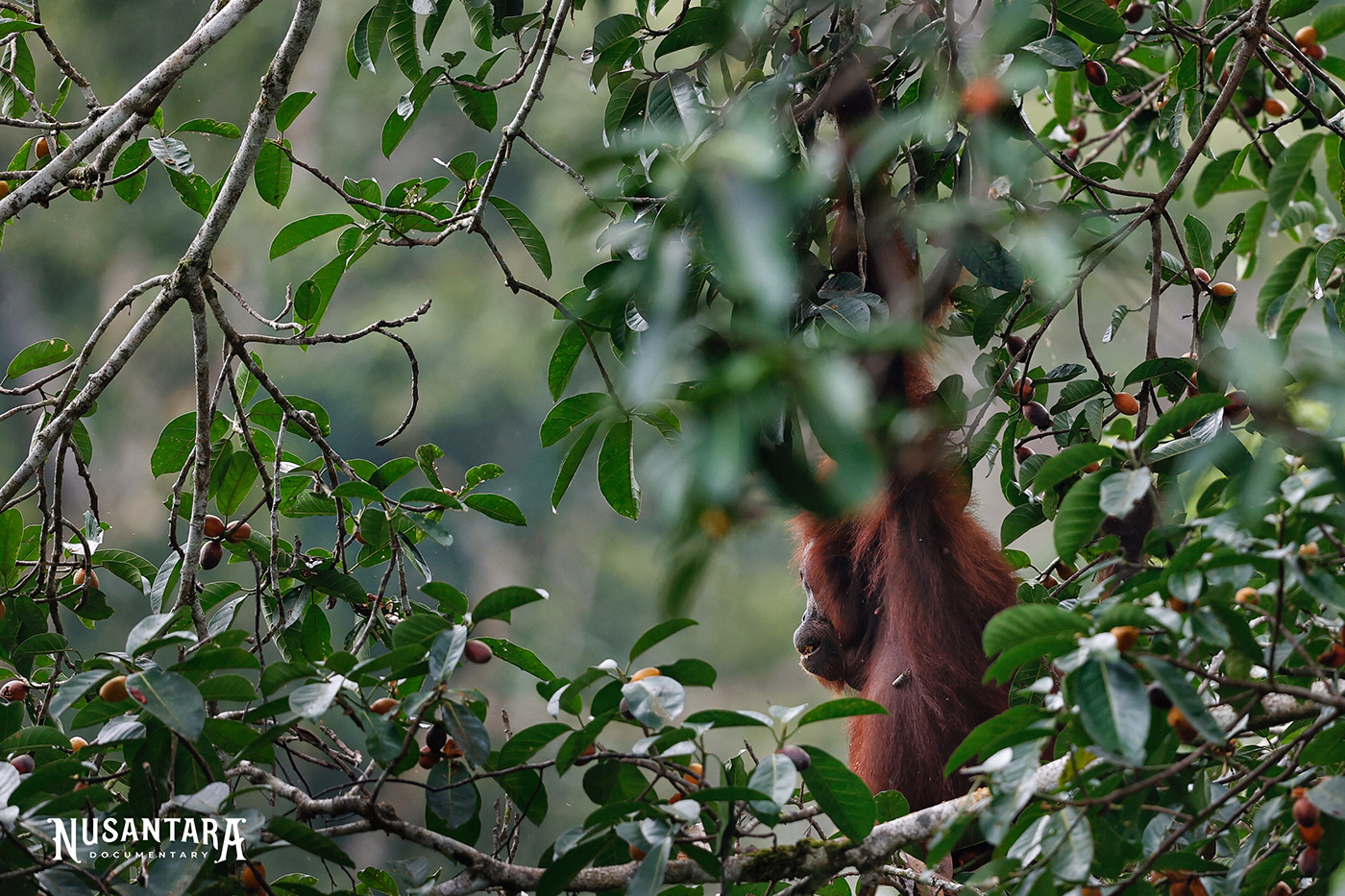 Tree  Nature Photography  photoshoot portrait orangutan Borneo indonesia