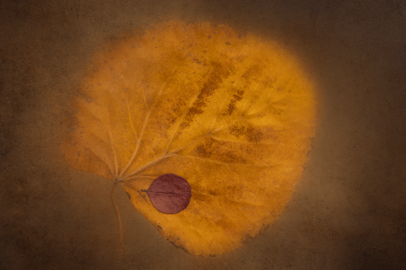 Photography Canon commercial wall art home decor print fine art photography Nature Behance painterly artsy