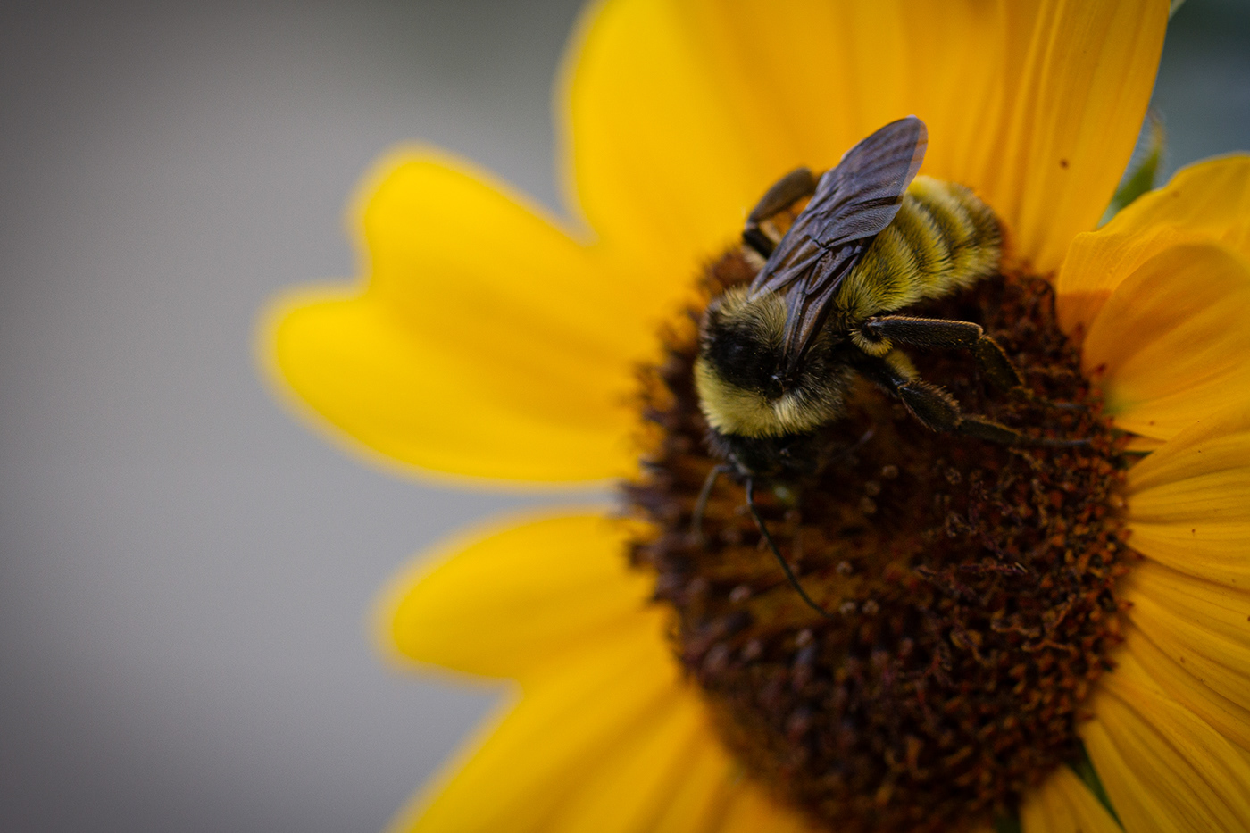 Photography  macro bees Flowers