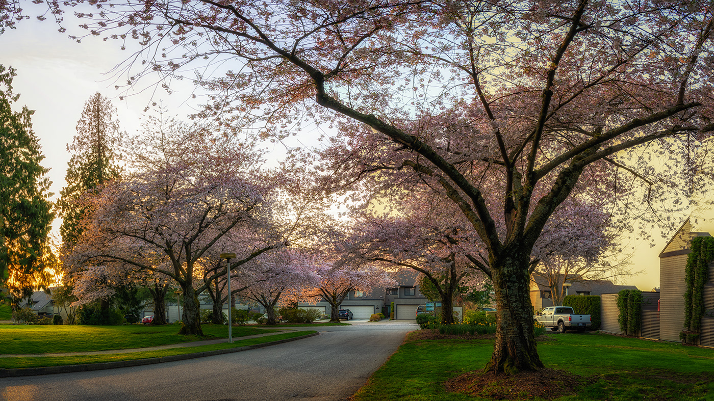beauty blossoming cherry house Nature spring Street Sunny sunset Tree 