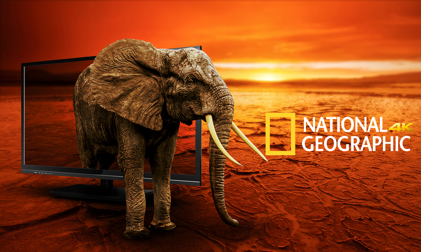 Photo Manipulation  national geographic lion Image Retouching