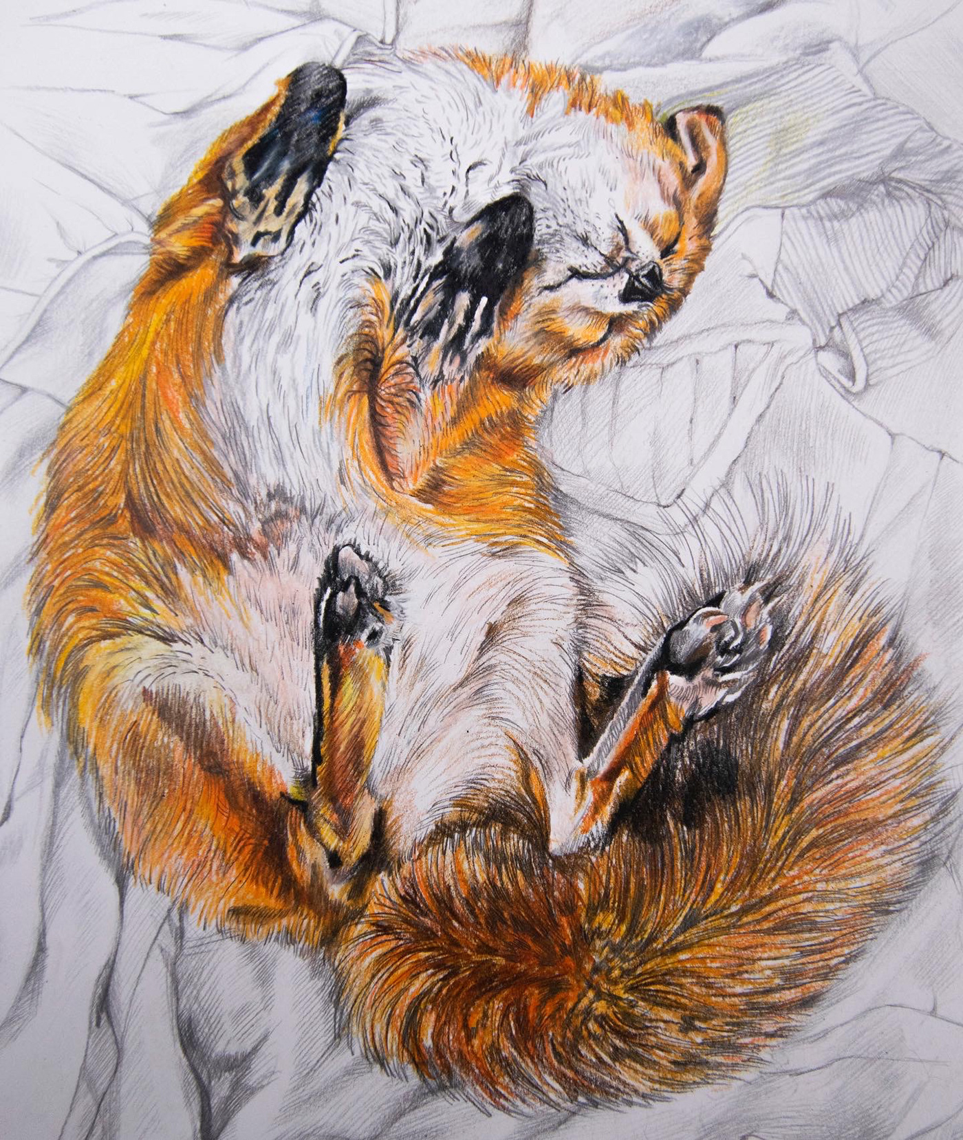 coloured pencils FOX ILLUSTRATION  serenity animals art
