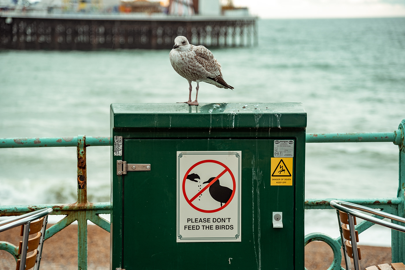 beach brighton sea seagull UK winter