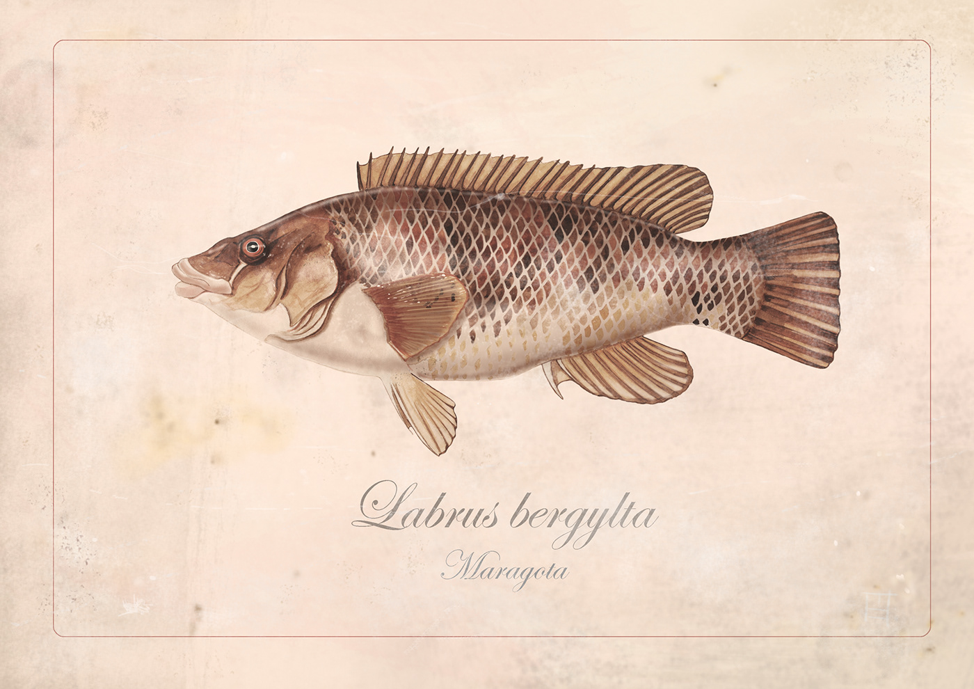 ilustracion dibujo ilustración científica arte digital peces photoshop