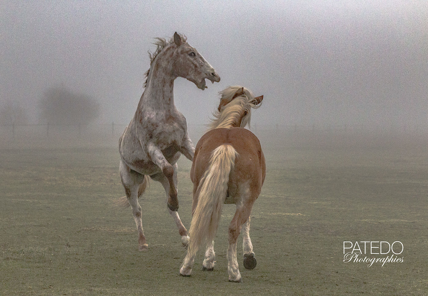 chaval horse brume brouillard mist automne Fall ESSONNE Milly-la-Foret france