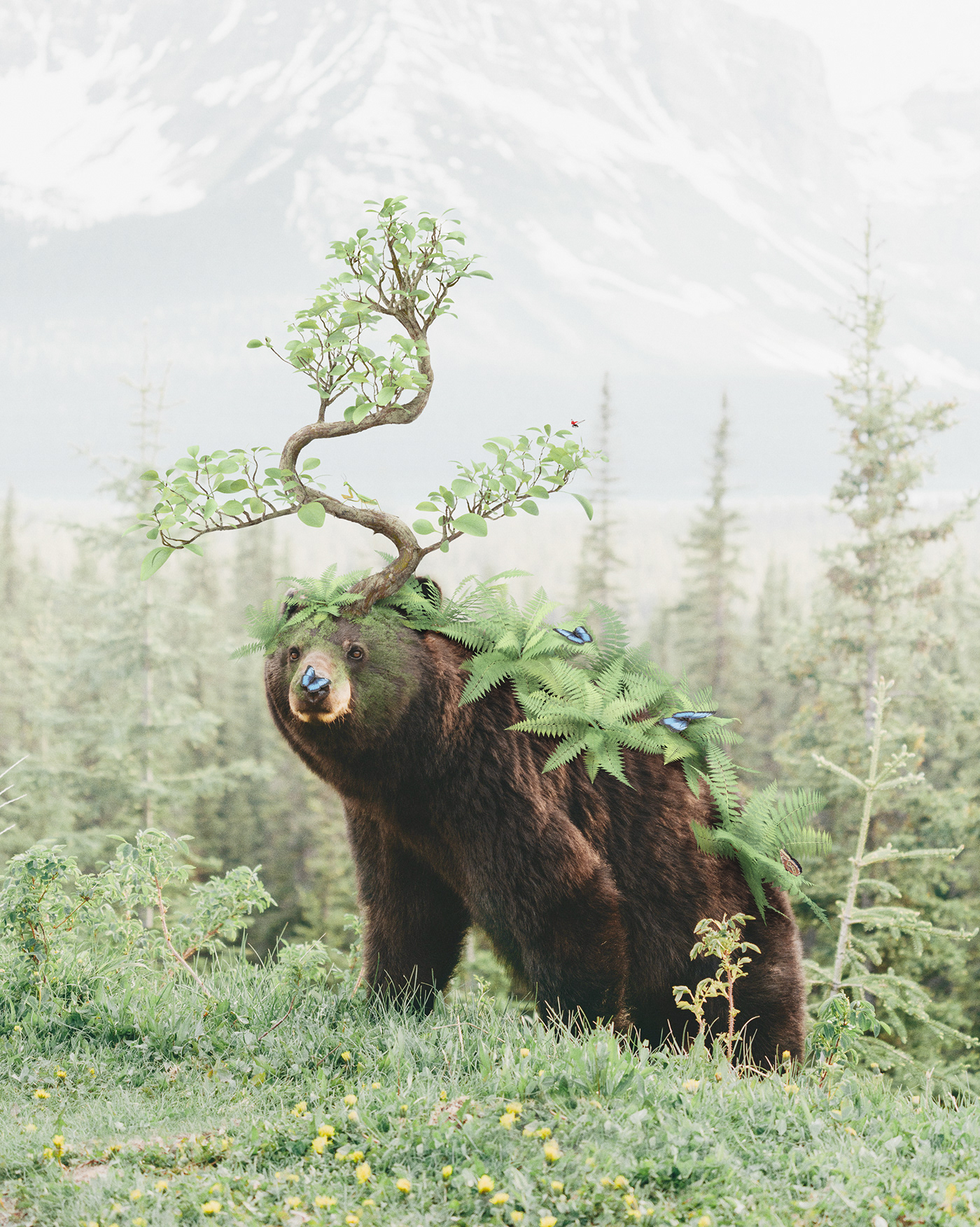 animal bear bonsai fantasy photoshop Pokemon surreal wildlife