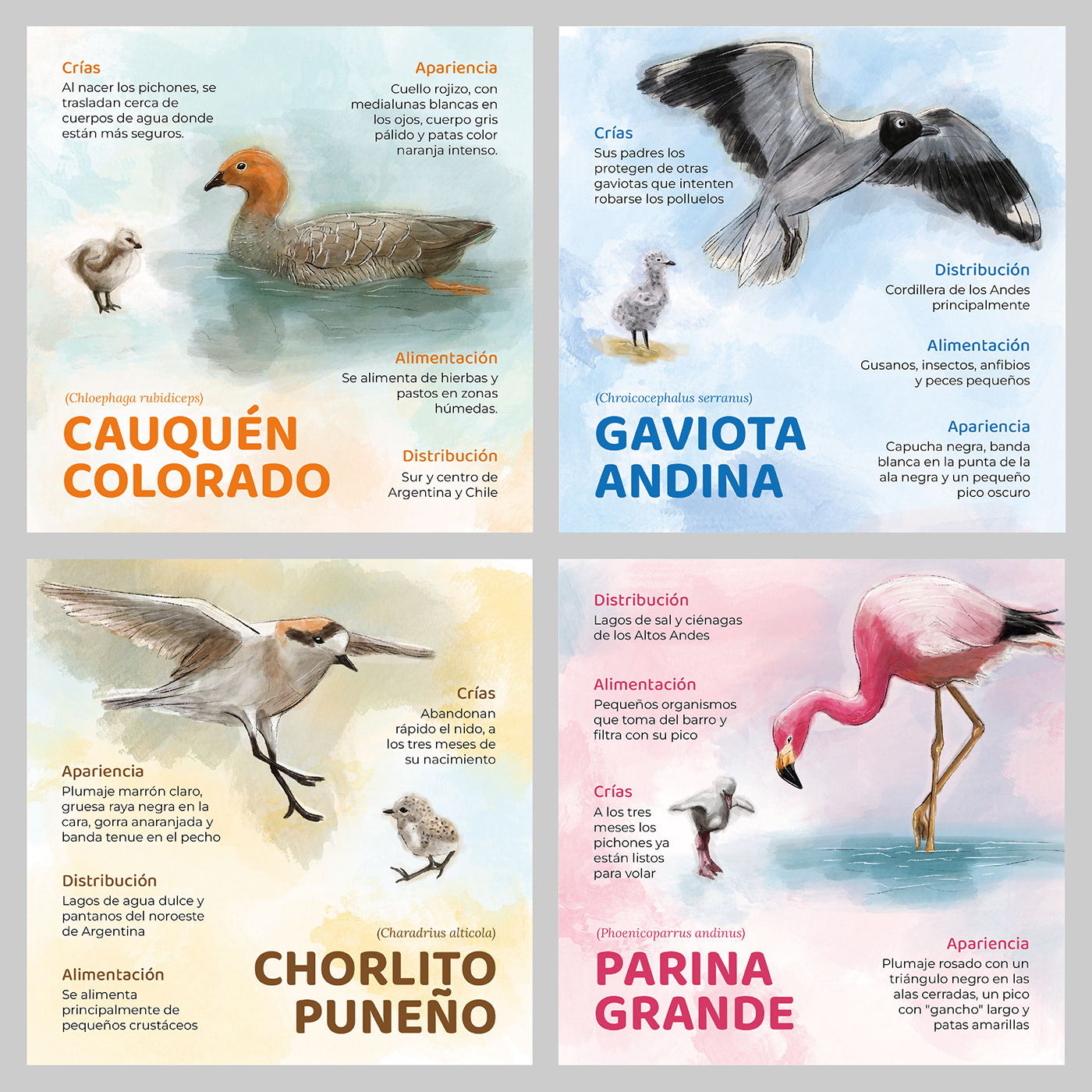 graphic design  diseño gráfico aves birds ilustracion fadu uba