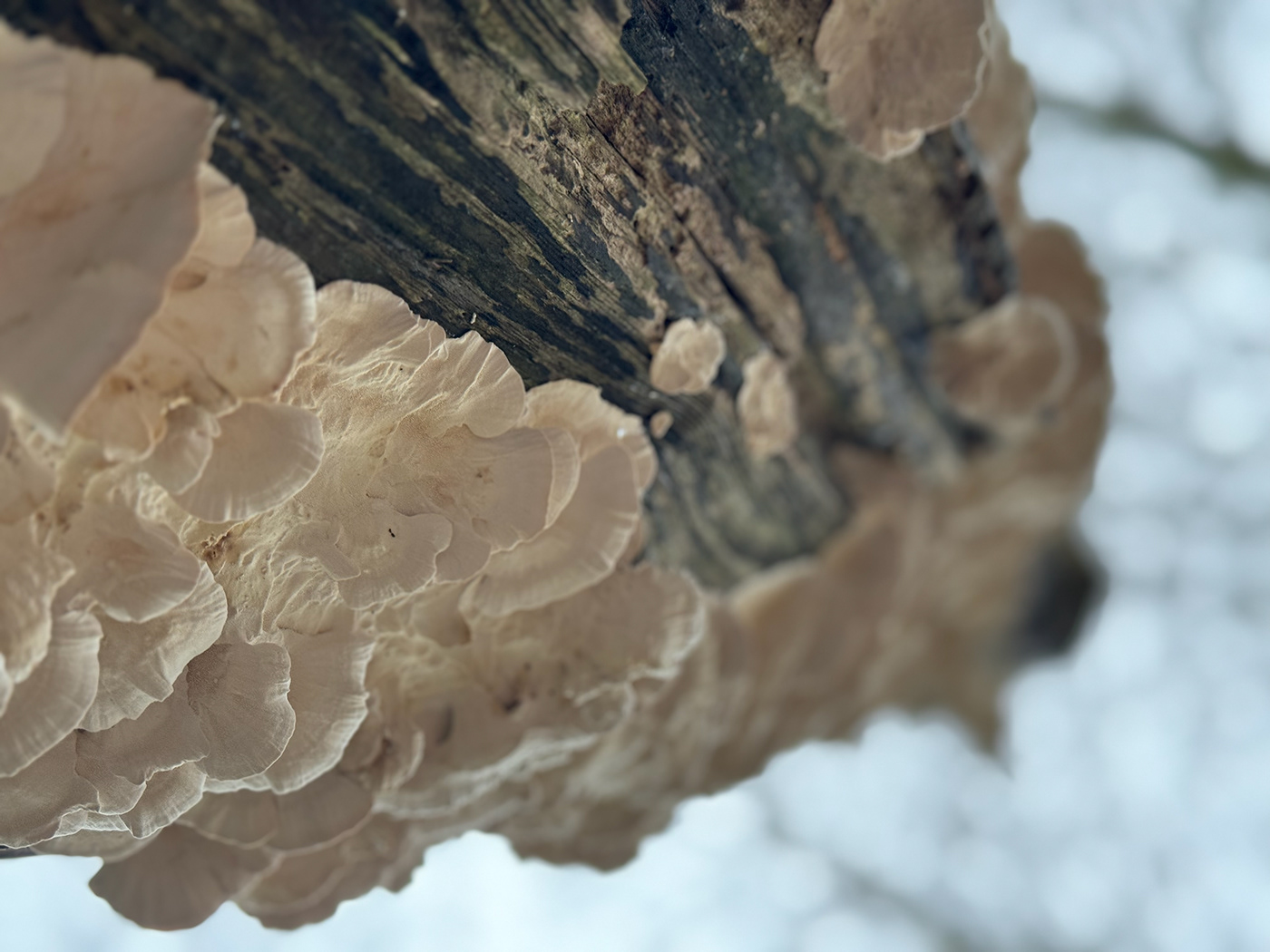 Mushrooms woods cornwall Photography 