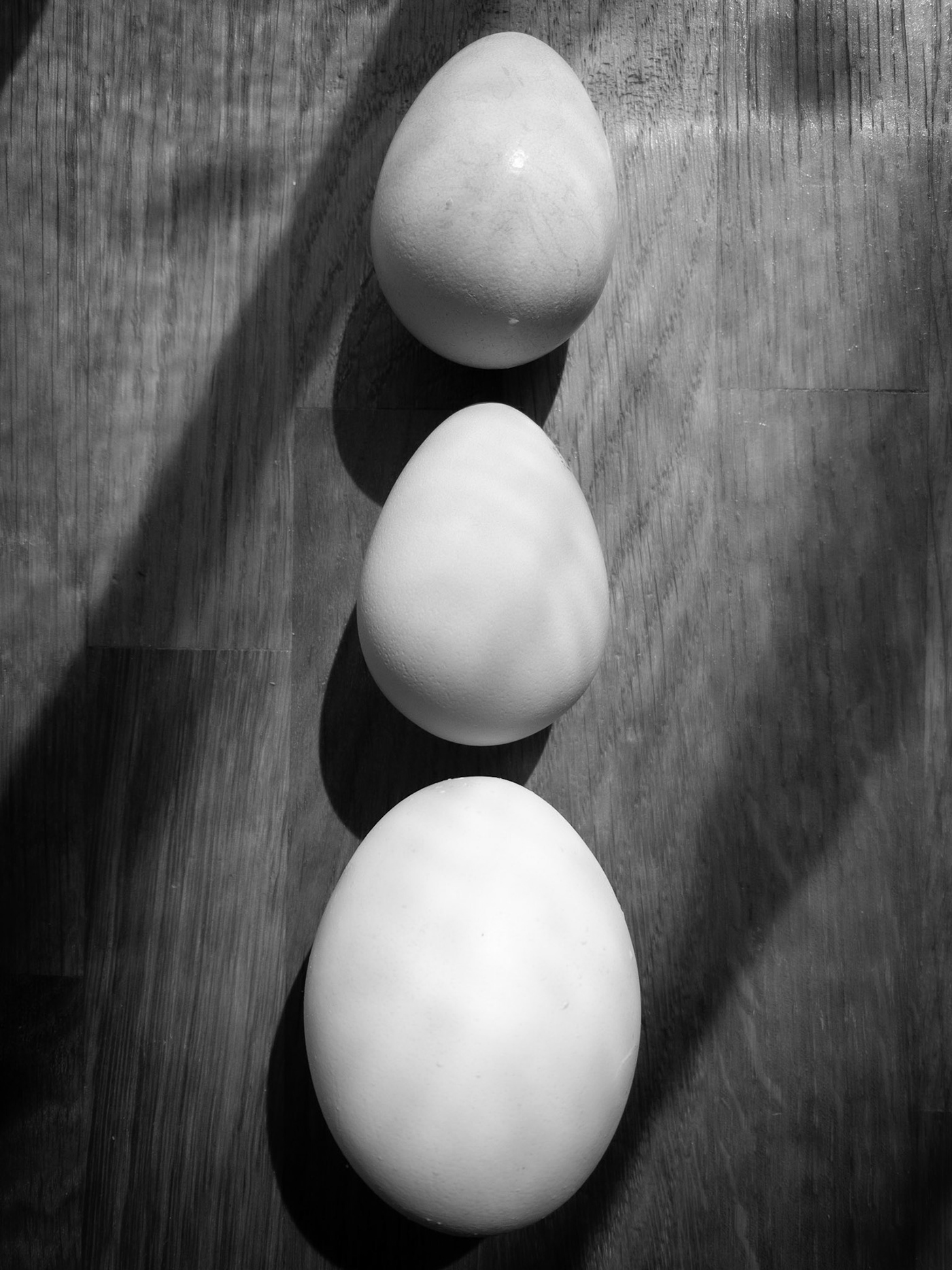 blackandwhite eggs guineafowl hardlight hen softlight Sun woodtable