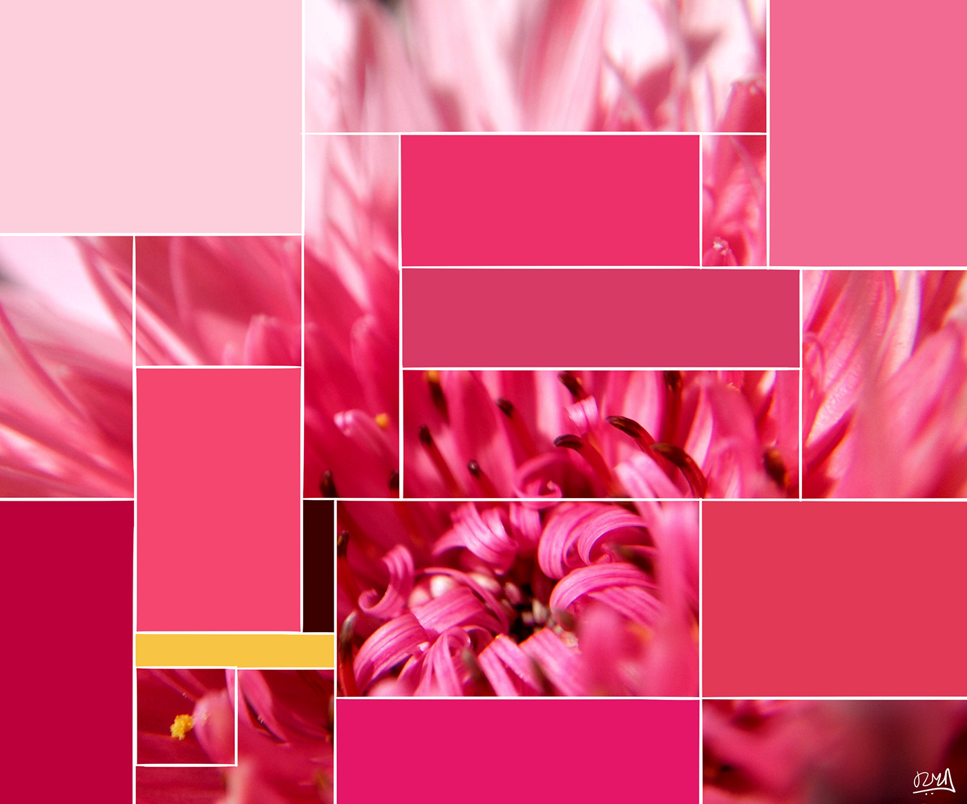 flower color colour color palette visual art petals pastel