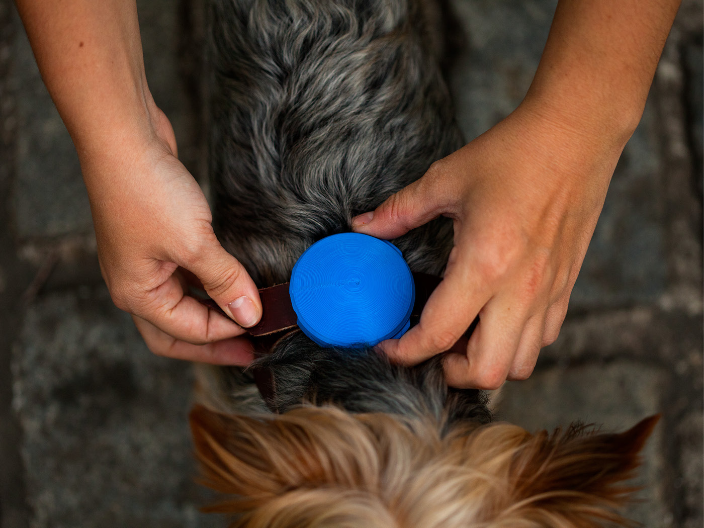 Nooka dog harness bryan silva industrial design  Photography  Yorkie
