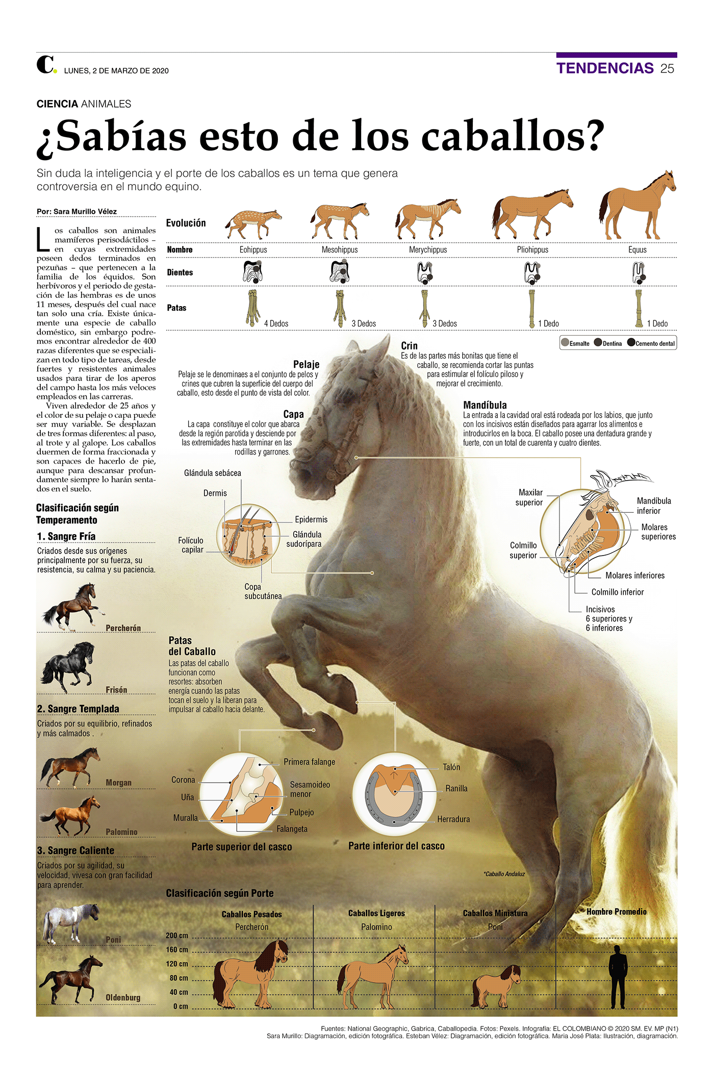 caballos diagramación diagramming horse ilustracion infografia infográficos infographic newspaper periodico