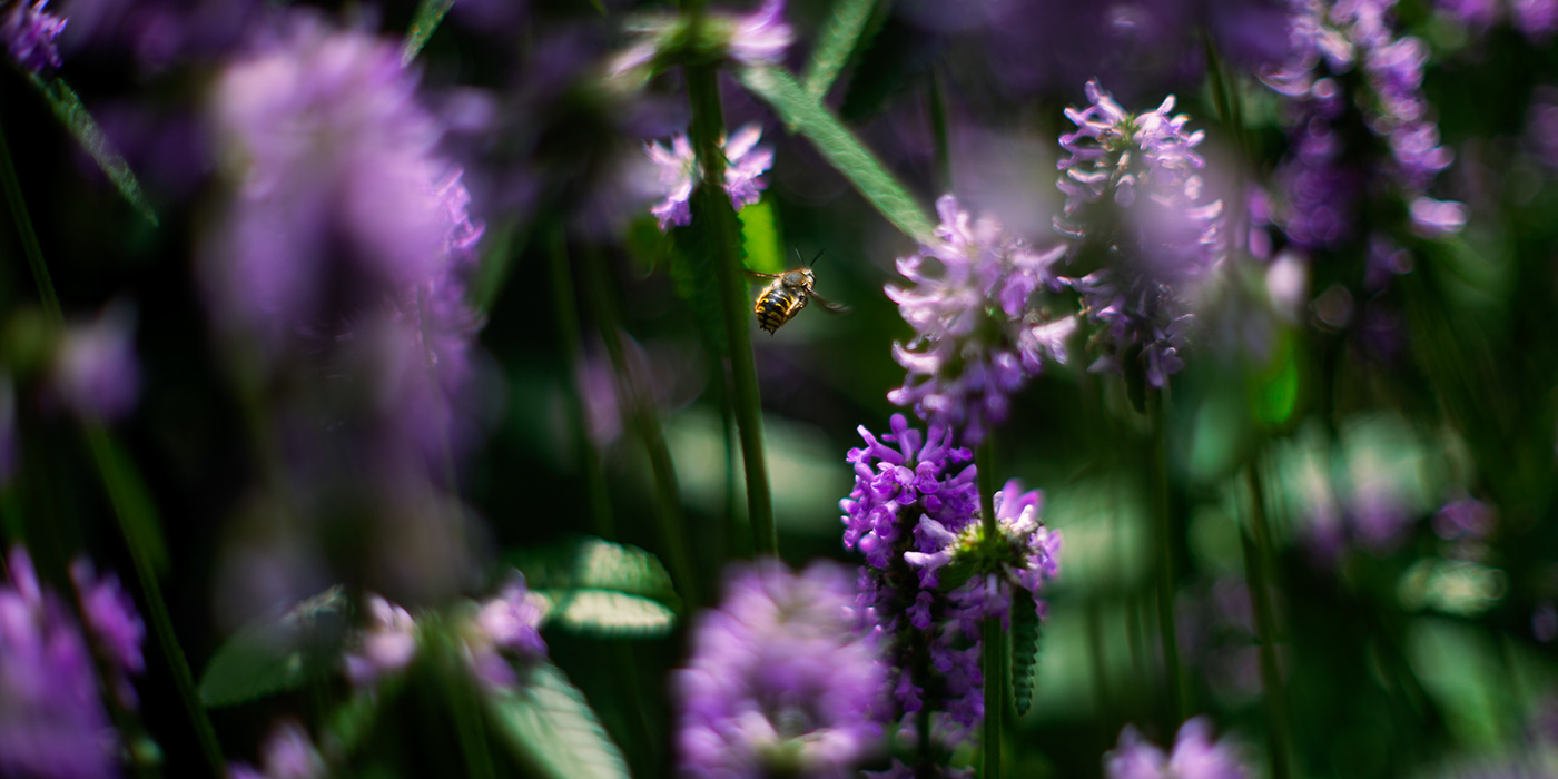 A wasp patrols a patch of lavender.