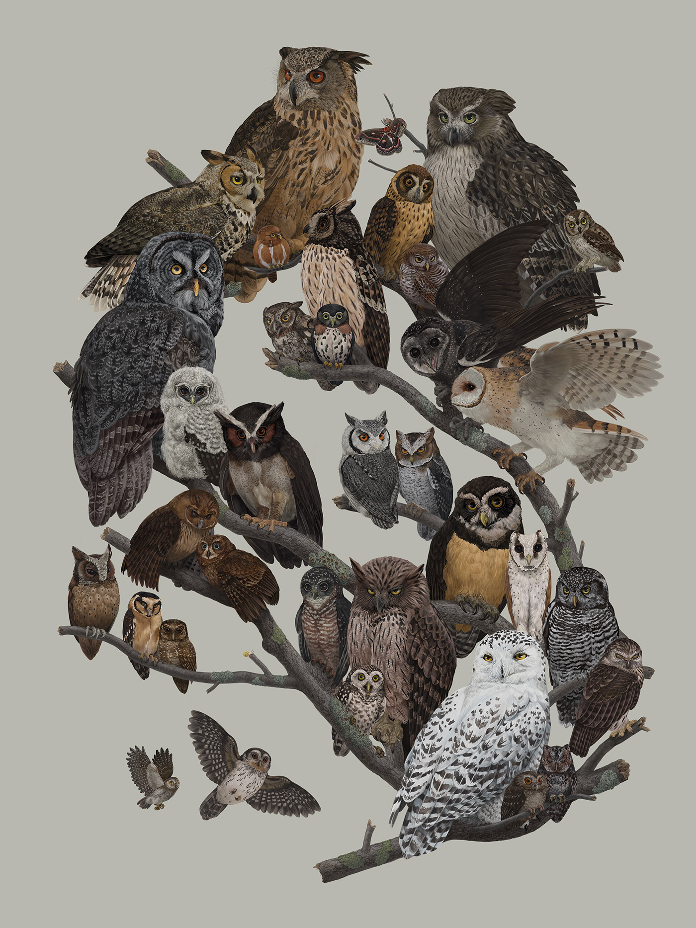 biology bird birds educational Nature ornithology owl owls science scientific illustration
