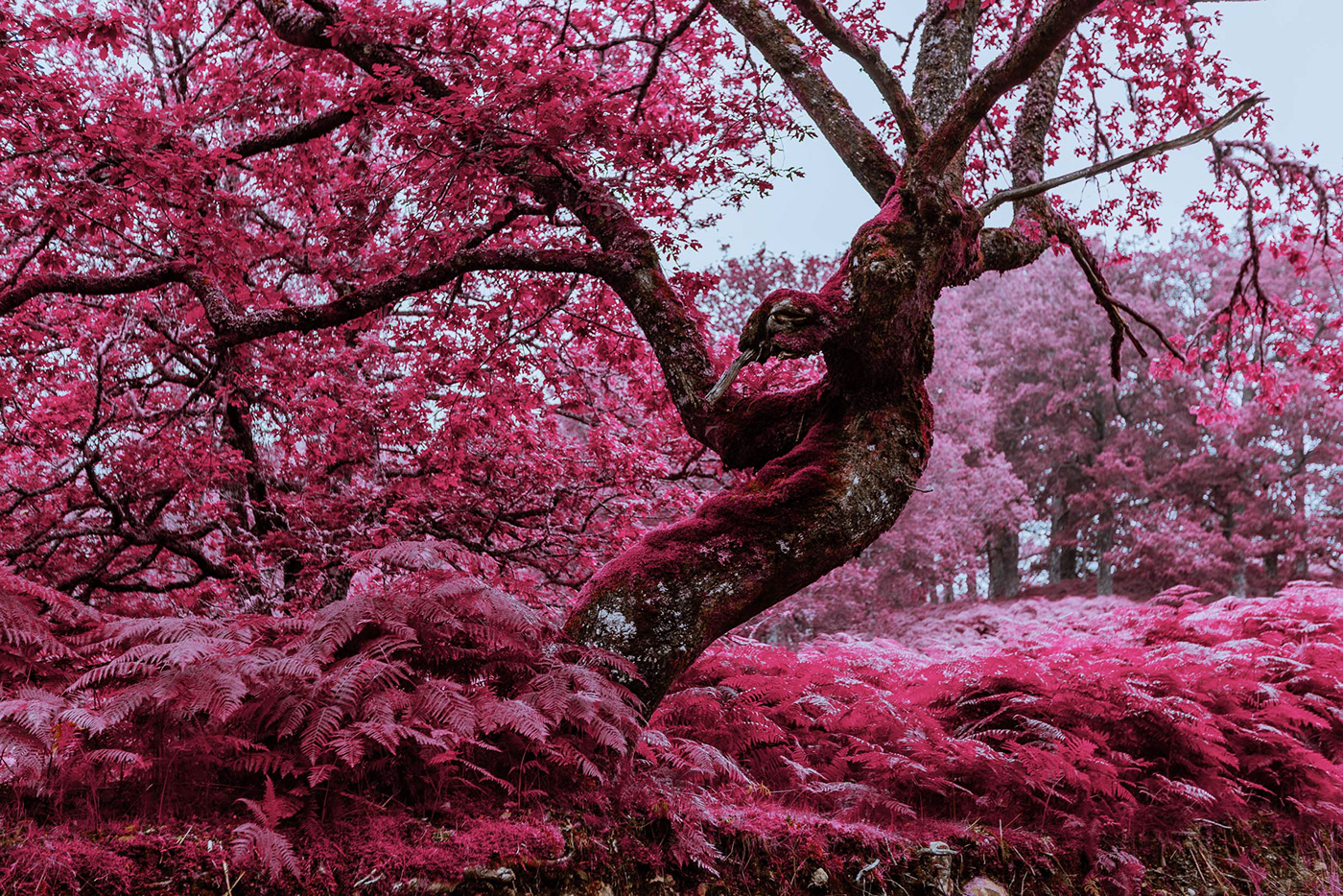 Aerochrome ferns infrared plants rainforest scotland botanical gardens colorful lush psychedelic