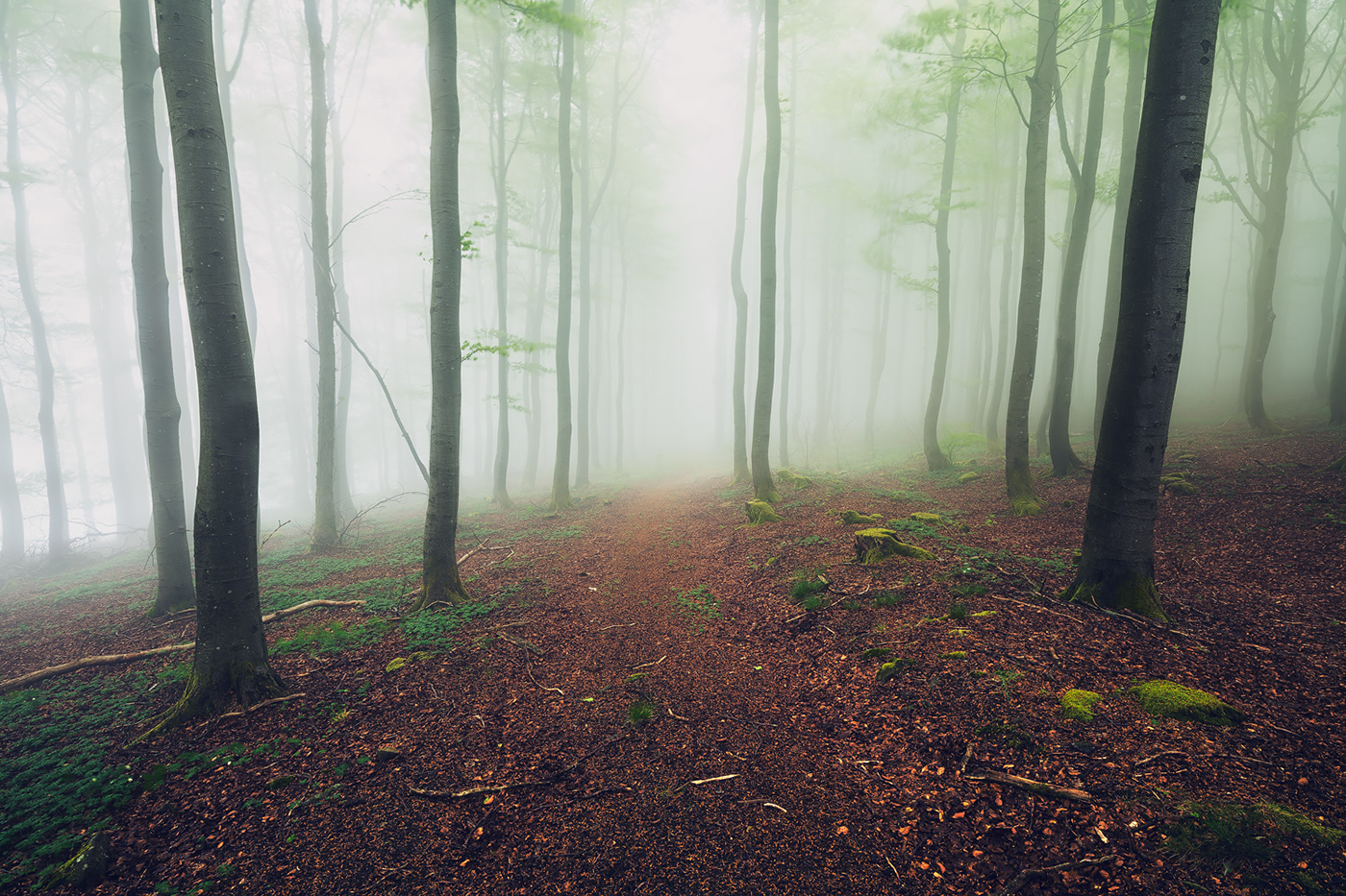 broken curved enchanted fangorn fog forest mist spring Tree  wood