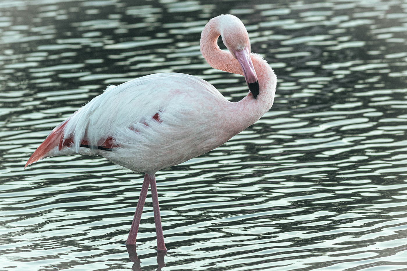 animali animals birds Canon flamingos Landscape Nature photographer Photography  wildlife