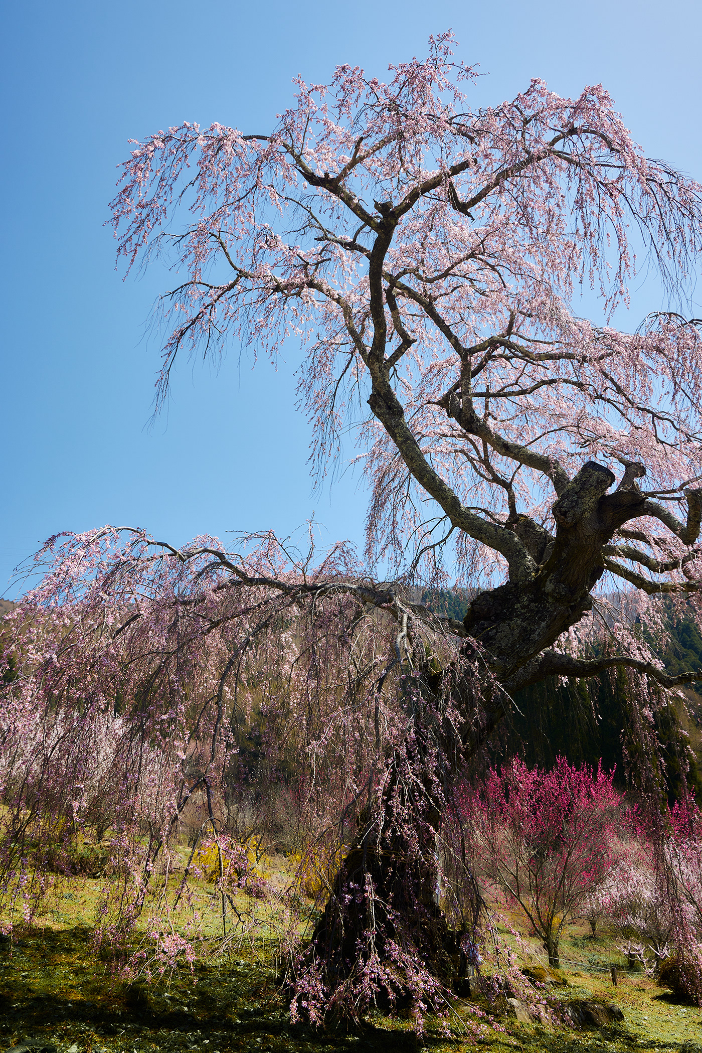 color floral Flowers Landscape Nature Photography  sakura season spring springtime
