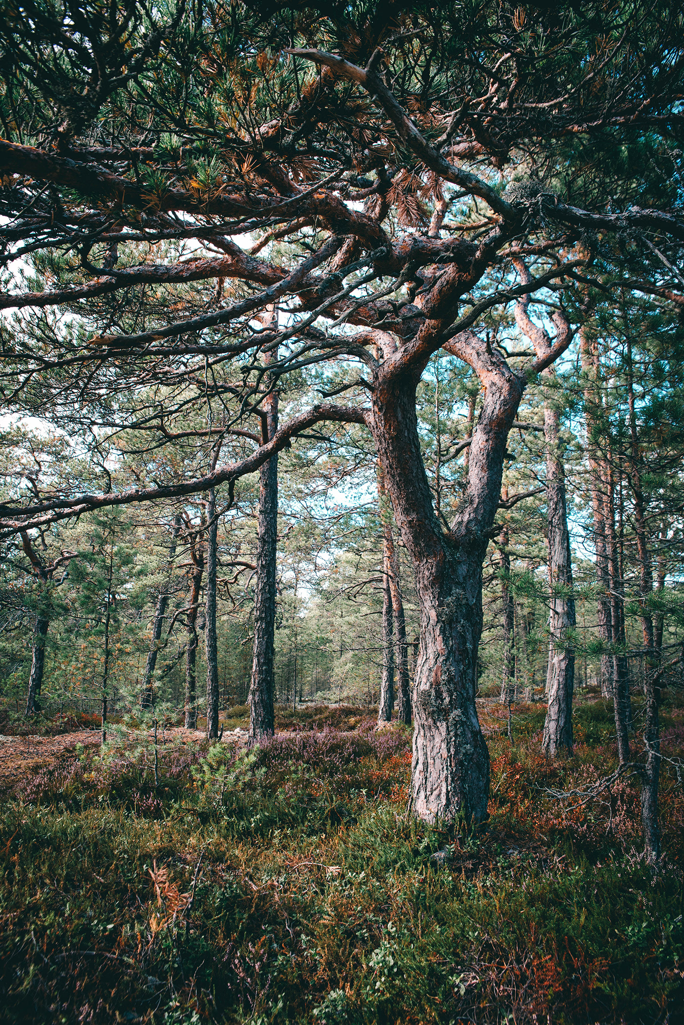autumn Espoo finland forest Landscape Presetr Tree 