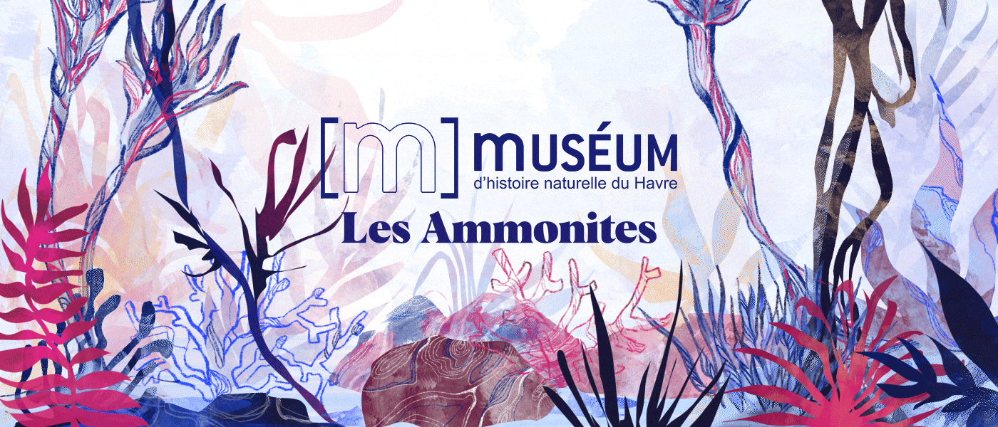 musée museum biology Education motion design ILLUSTRATION  motion graphics  2D Animation ammonites fossils