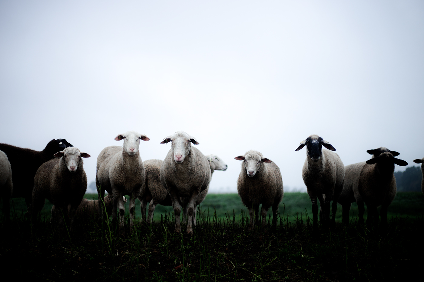 sheep dike atmosphere rainy day Nature