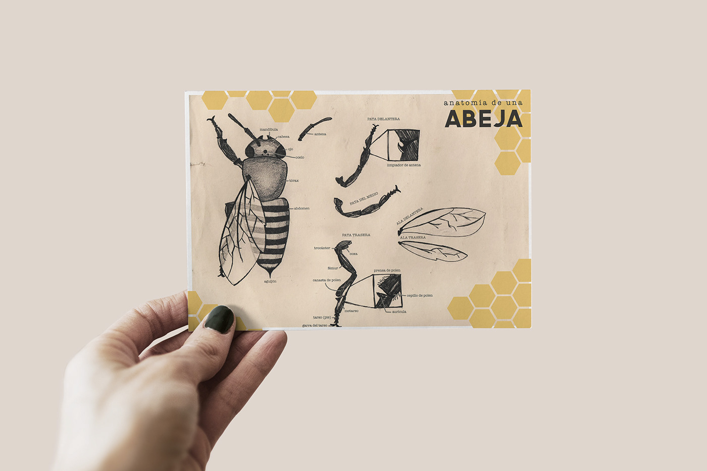 bee draw inphographic pencil yellow