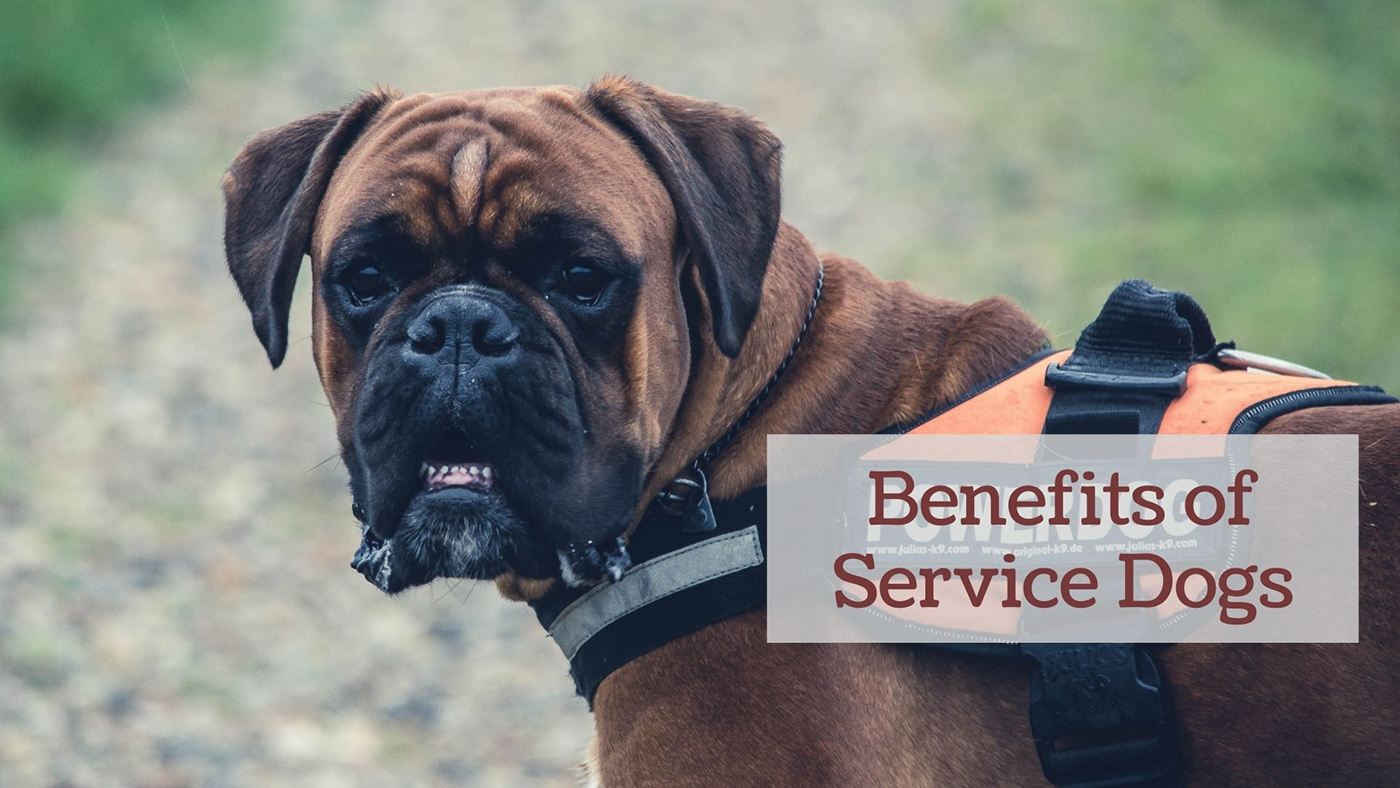 alan rasof medical service service animal Service Dogs