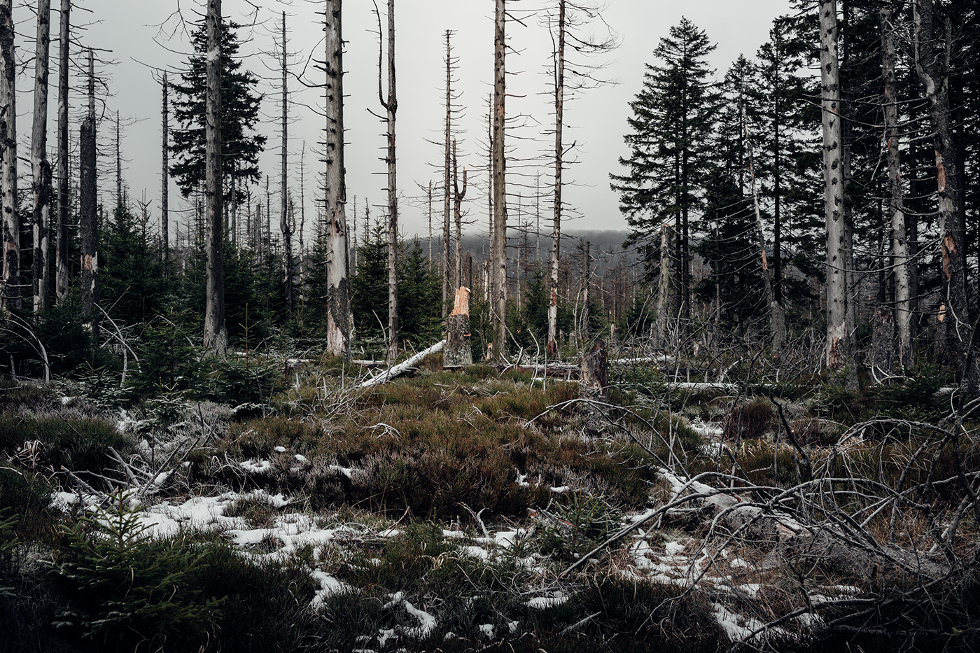 Landscape Harz Nature natur winter hütte schnee Canon 35mm wald