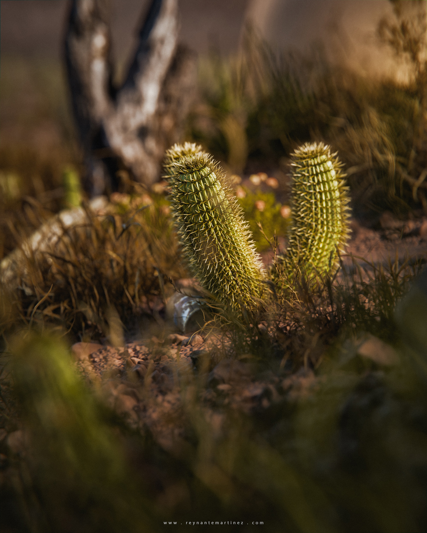 cactus Nature Outdoor environment 3D canyon Render Landscape Digital Art 