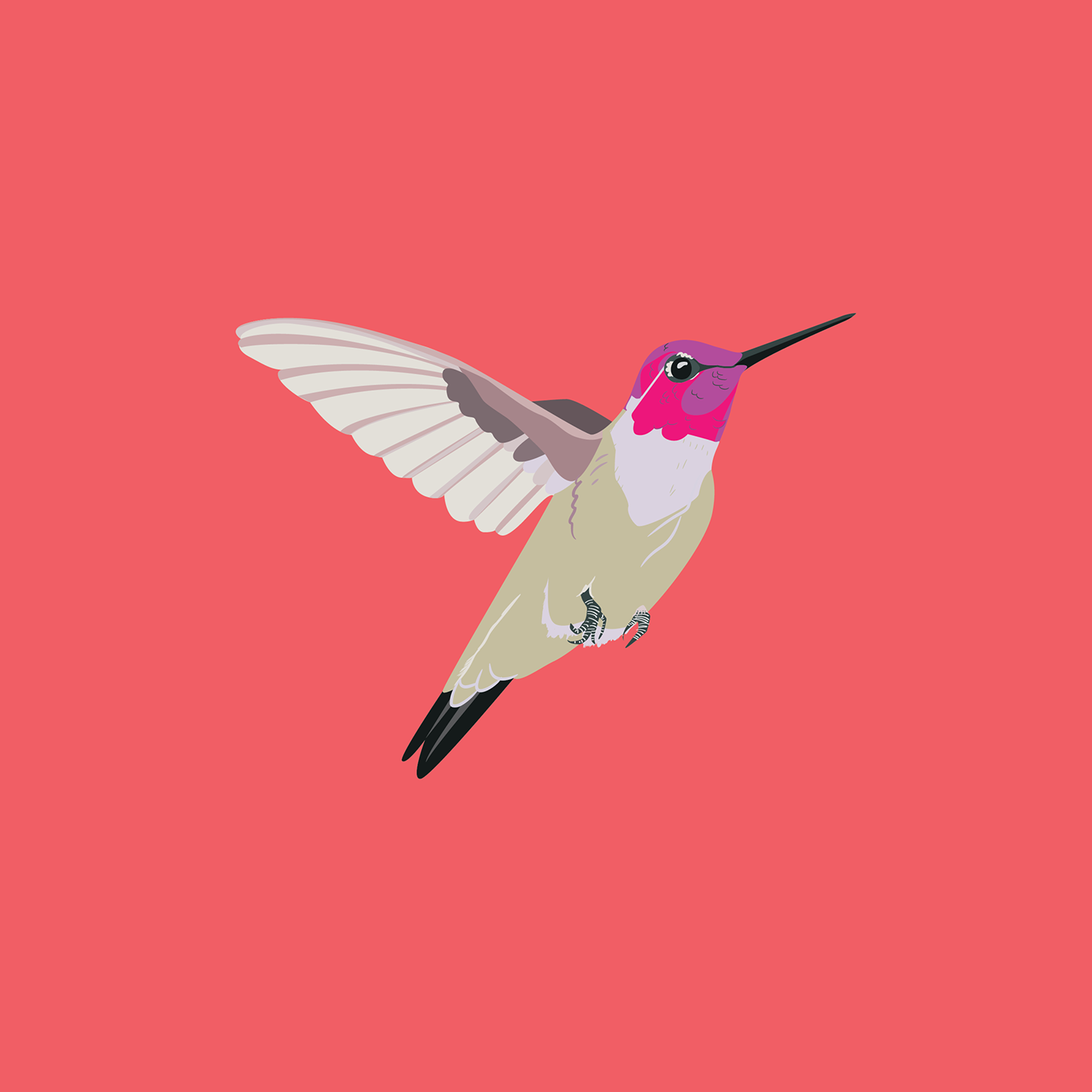 bird hummingbird humming bird