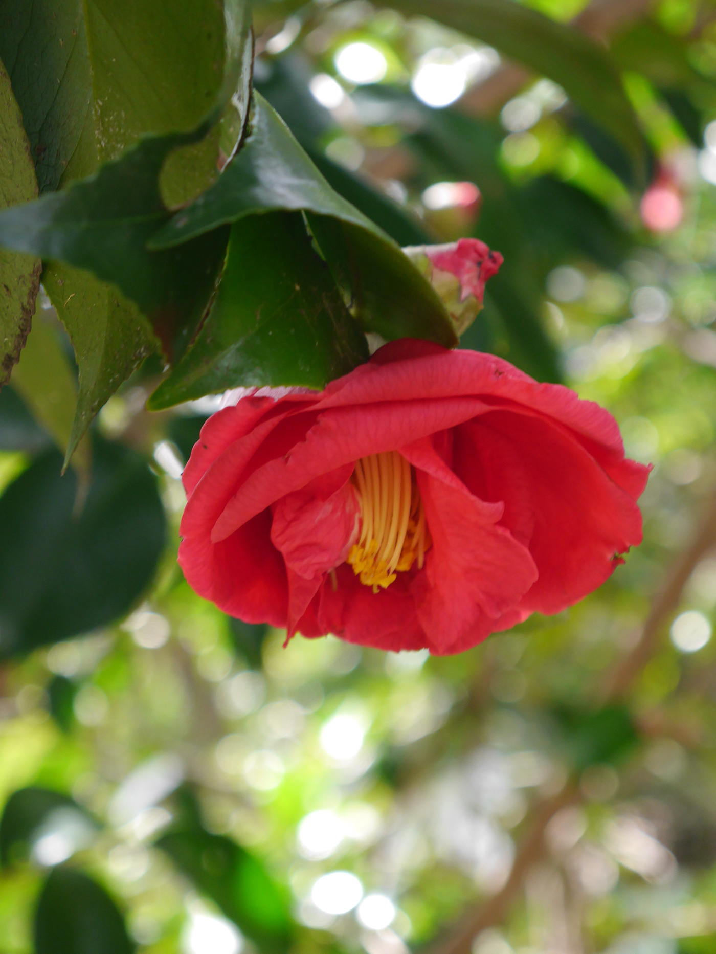 flower Tree  Camellia